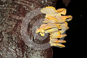 Yellow hub mushrooms on tree trunk, Europe