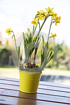 Yellow hyacint in flowerpot