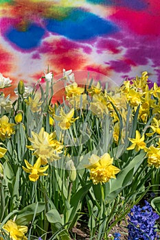 Yellow hyacinths bloom in a city park