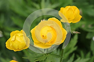 Yellow hybrid globeflower flowers in close up