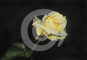 Yellow Hybrid Tea Rose after a Rainstorm photo
