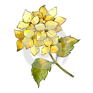 Yellow hydrangeas. Floral botanical flower. Wild spring leaf wildflower isolated.