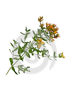 Yellow Hypericaceae flowers on white background