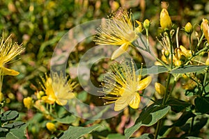 Yellow Hypericum flower, also known as tutsan or St Johns Wort