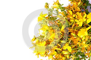 Yellow hypericum flowers isolated on white background with copy space