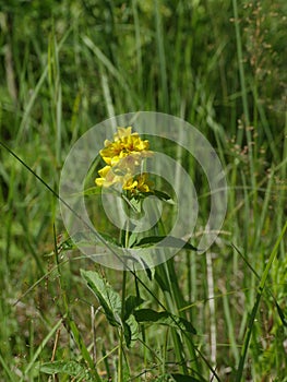 Yellow hypericum flowers in nature