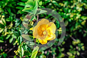 Yellow Hypericum `Hidcote` St. John`s wort `Hidcote` flower, close-up. Vibrant floral texture. Flowering bush of Hypericum