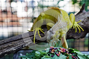 yellow iguana eatting food on the branch