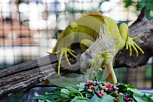 yellow iguana eatting food on the branch photo