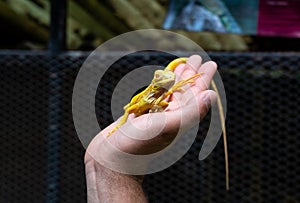 Yellow iguana is sitting on the hand