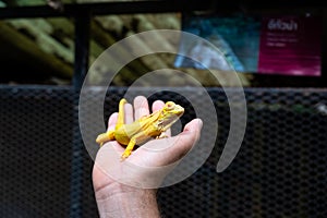 Yellow iguana is sitting on the hand