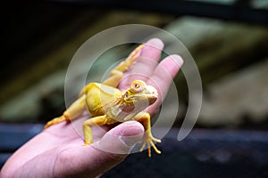 Yellow iguana is sitting on the hand
