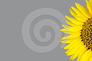 Yellow illuminating sunflower close up grey background