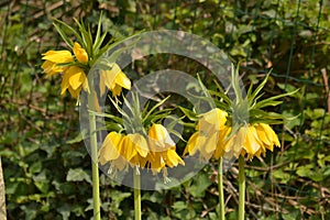 Yellow Imperial Crown - Fritillaria imperialis