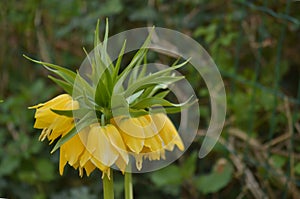 Yellow Imperial Crown - Fritillaria imperialis