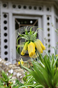 Yellow Imperial Fritilary