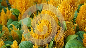 Yellow Improved Celosia