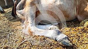 Yellow Indian Bull Legs. Mammals Body Part.