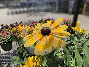 Yellow Indian summer daisy flower, with flowers in vases in the background