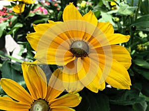 Yellow Indian summer daisy flowers, soft background