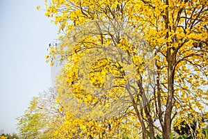 Yellow indian tree in Sa Merng, Chiangmai, Thailand