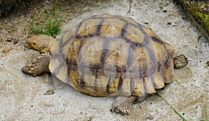 Yellow Indochinese box turtle