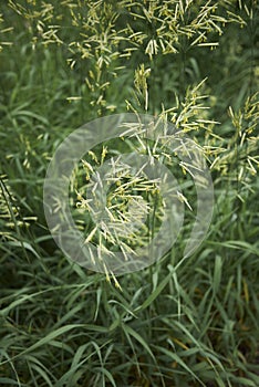 Yellow inflorescence of Bromus inermis plant