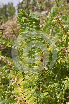 Cerinthe minor subsp. minor in bloom photo