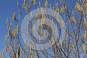 Corylus avellana winter blooming