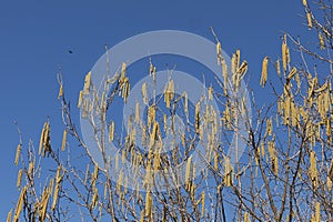 Corylus avellana winter blooming