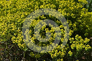 Yellow inflorescence of Cypress Spurge plant, latin name Euphorbia cyparissias