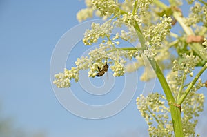 Yellow inflorescence with a powerful stem in spring