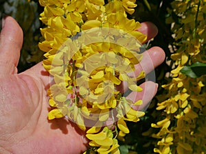 The inflorescences of blooming common laburnum  in a female hand