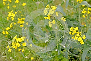 Yellow inflorescences of field cabbage Brassica campestris L