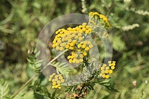 Yellow inflorescences of tansy flowers Tanacetum vulgare