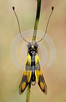 Yellow insect