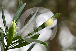 An yellow insect cocoons on the leaves of Podocarpus macrocephalus