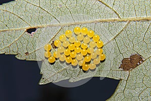 Yellow Insect Eggs