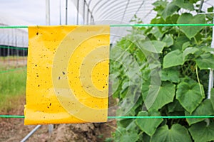 Yellow insect glue trap cucumber plant in greenhouse agriculture