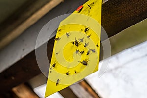 Yellow Insects trap in the greenhouse