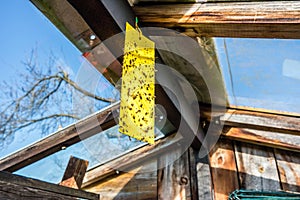 yellow Insects trap in the greenhouse