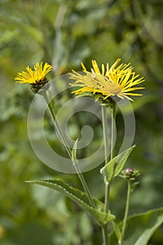 Yellow Inula