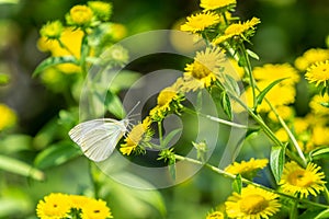 Yellow inula britannica