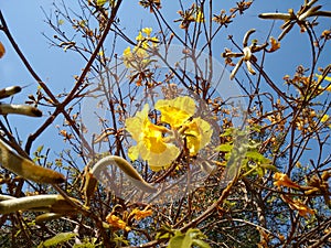 Yellow ipe - Flower