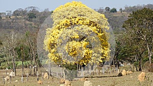 Yellow ipe tree