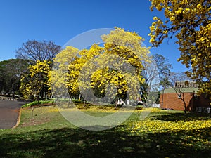 Yellow ipe - Tree