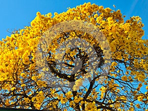 Yellow Ipe tree in bloom