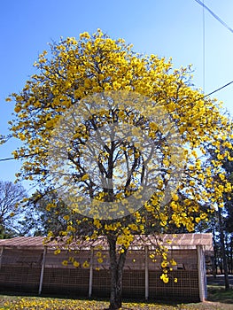 Yellow ipe - Tree photo