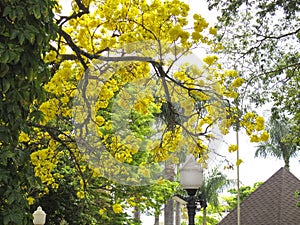 Yellow ipe tree in the city