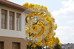 Yellow ipe tree in the city